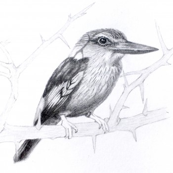 kingfisher